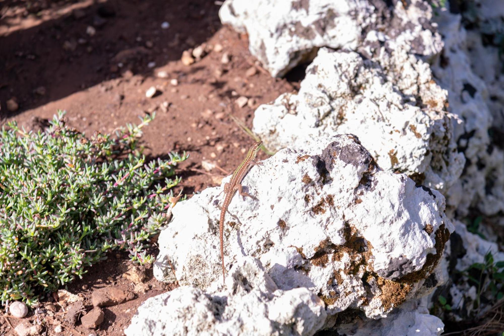 Masseria Caliani ボルガニェ エクステリア 写真